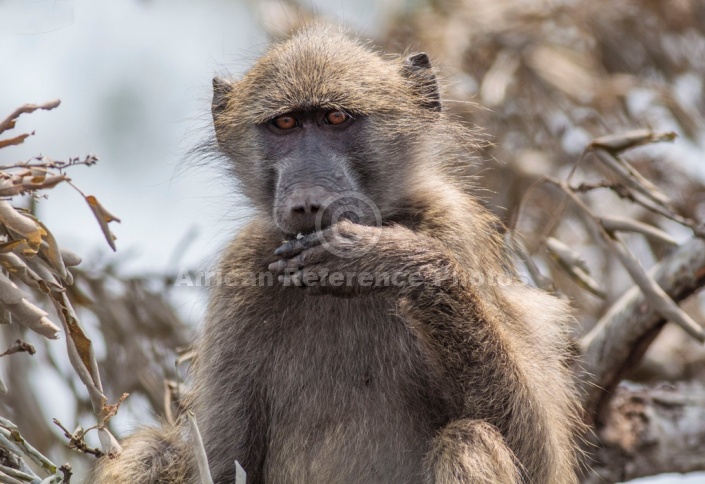 Chacma Baboon