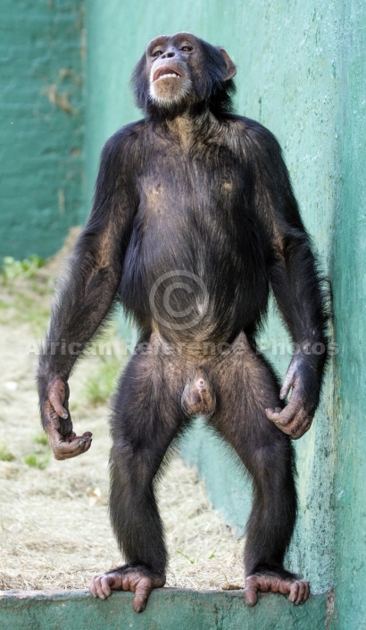 Captive Chimpanzee