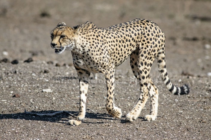 Cheetah