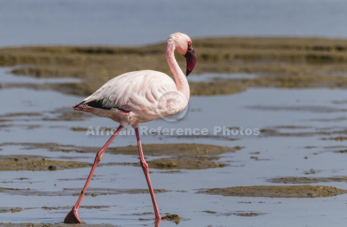 Lesser Flamingo