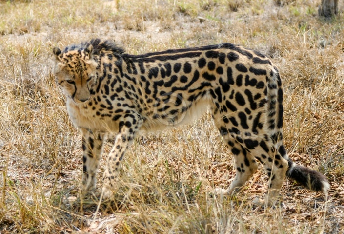 king cheetahs