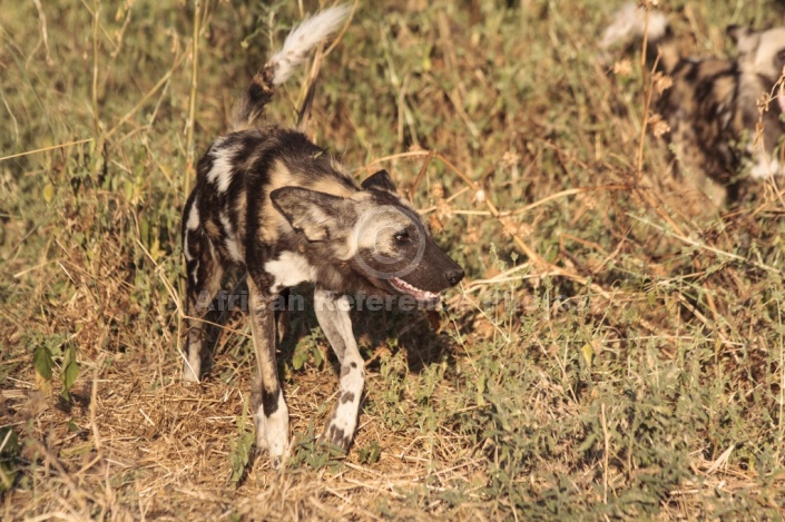 Wild Dog