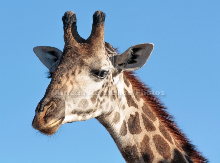 Ruaha Giraffe, Close-Up