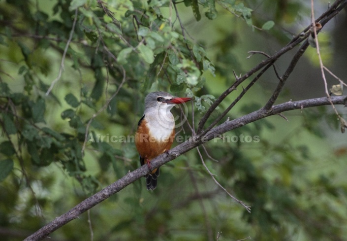 Grey-headed Kingfisher