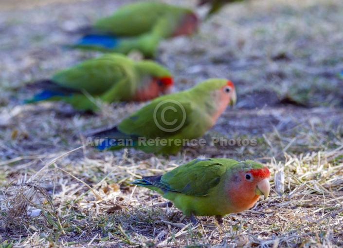 Rosy-faced Lovebird