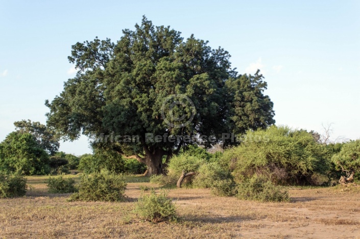 Mashatu Game Reserve Scenic