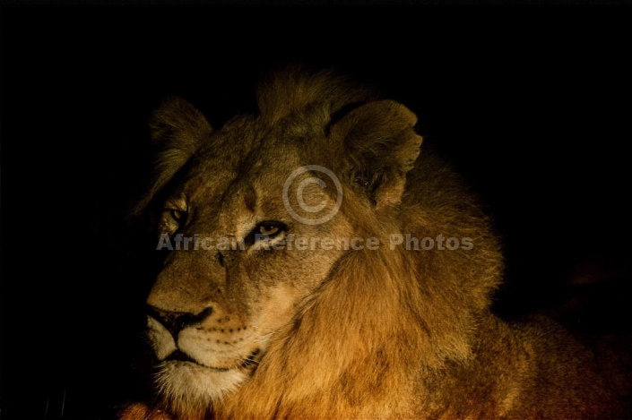 Lion Portrait, Night Shot