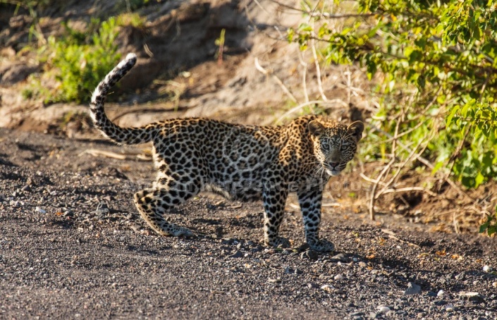 Young Leopard