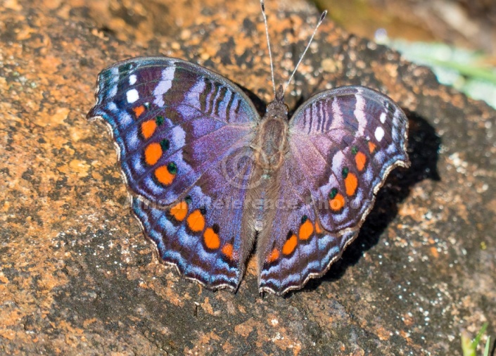 Gaudy Commodore Butterfly on rock