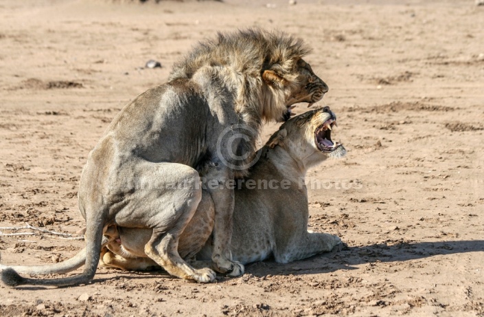 Lion Pair Growling During Mating