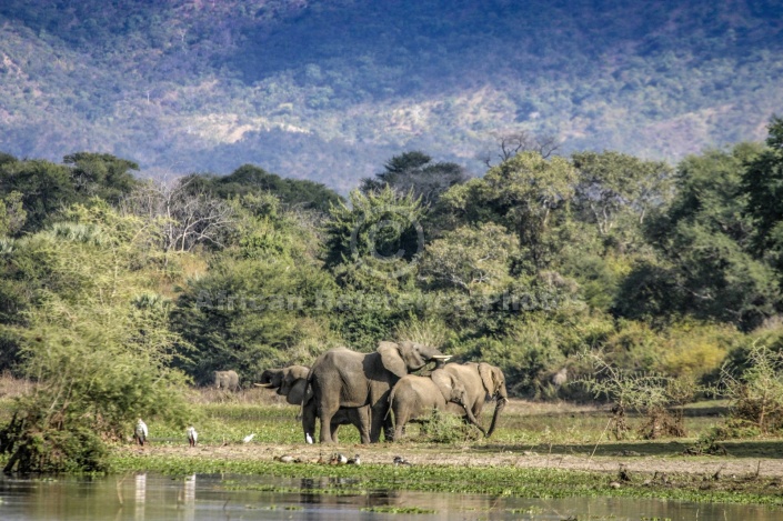 Elephant Group on River Edge