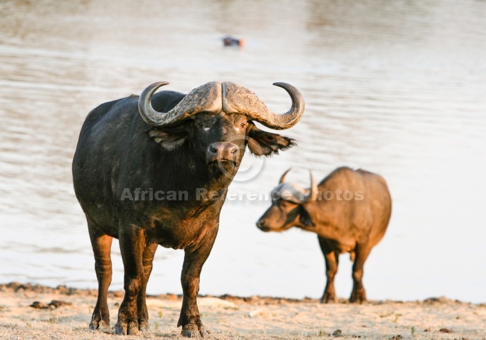 African Buffalo