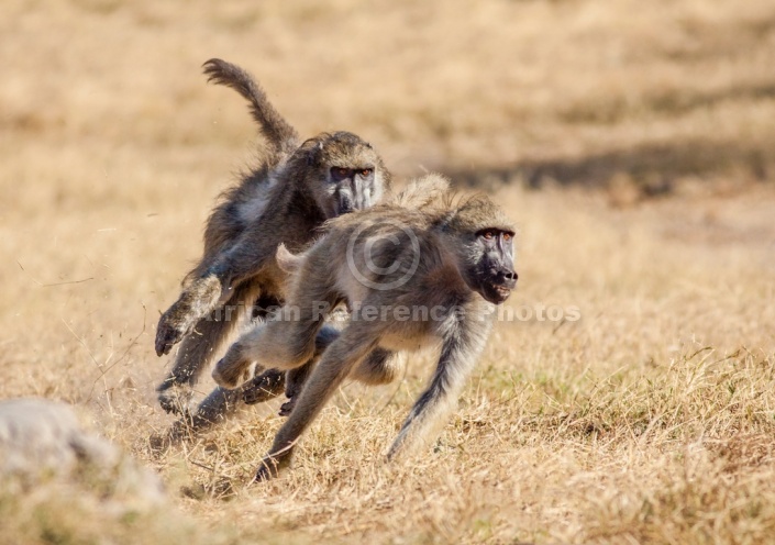 Chacma Baboon Chasing Subordinate