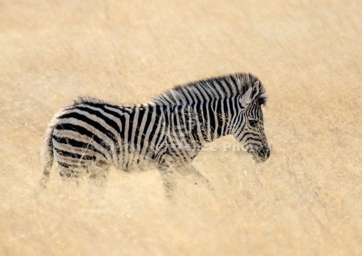 Zebra Foal in Golden Winter Grass