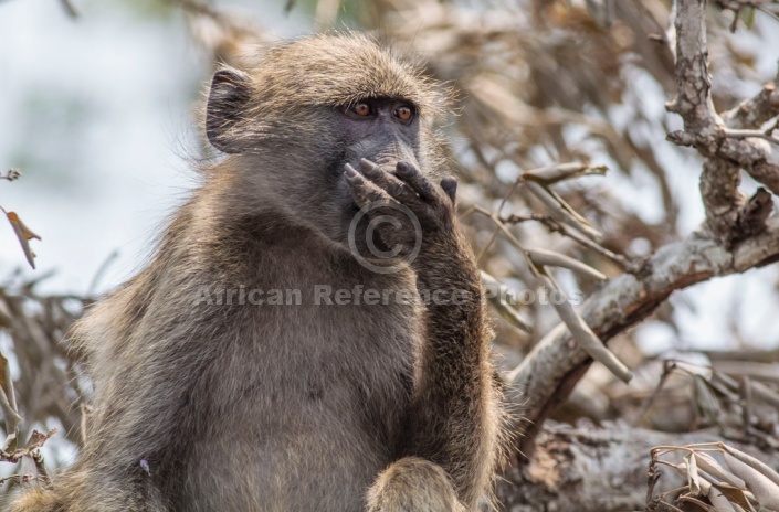 Chacma Baboon