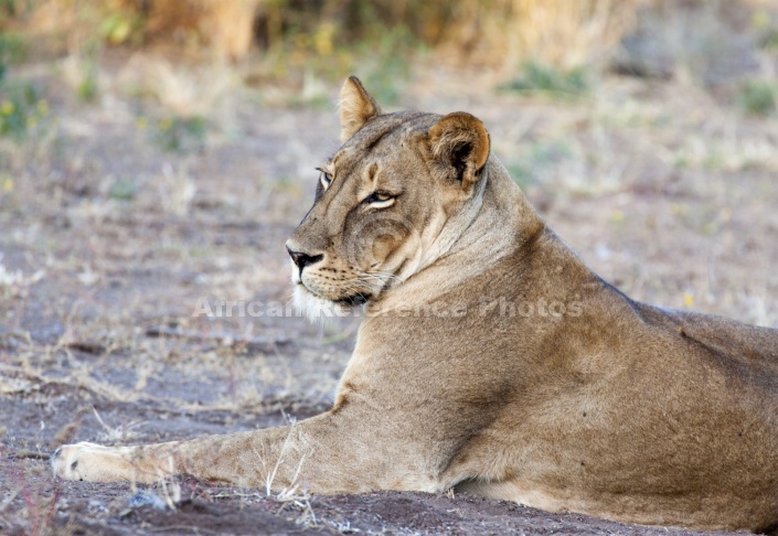 Lioness Lying, Side-On