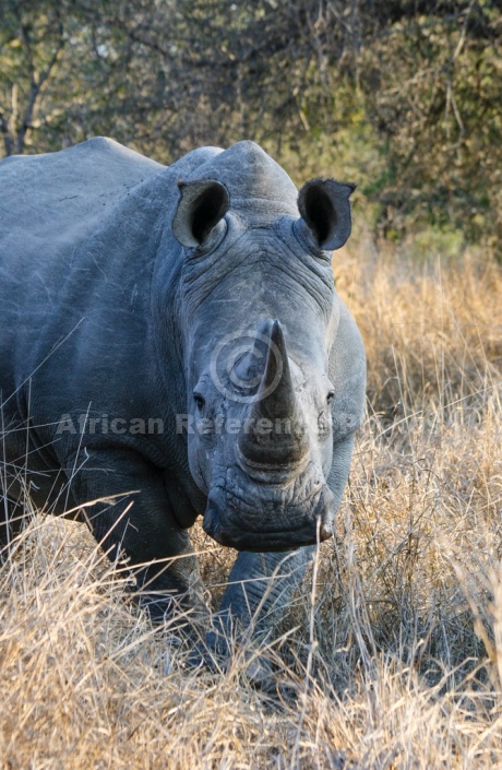 White or Square-Lipped Rhinoceros