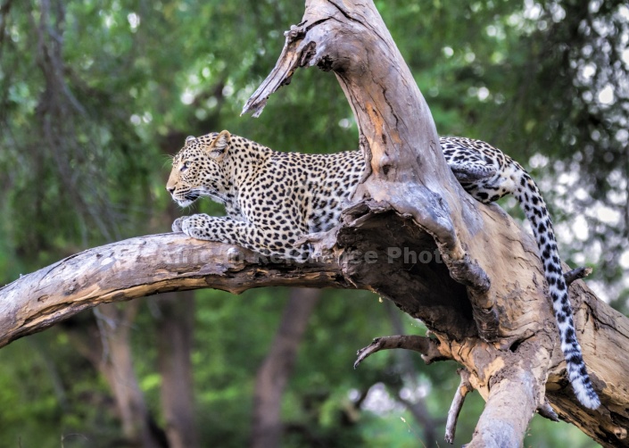 Leopard on Tree Stump