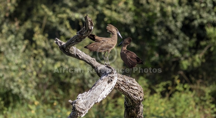 Hamerkop