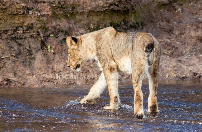 Young Lion