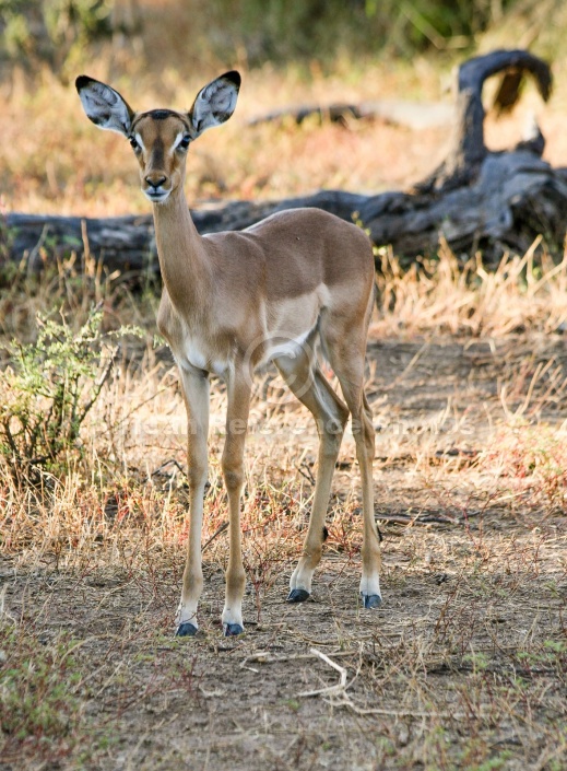 Impala Fawn