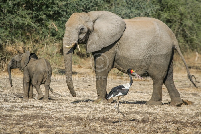 Elephant Mother with Youngster