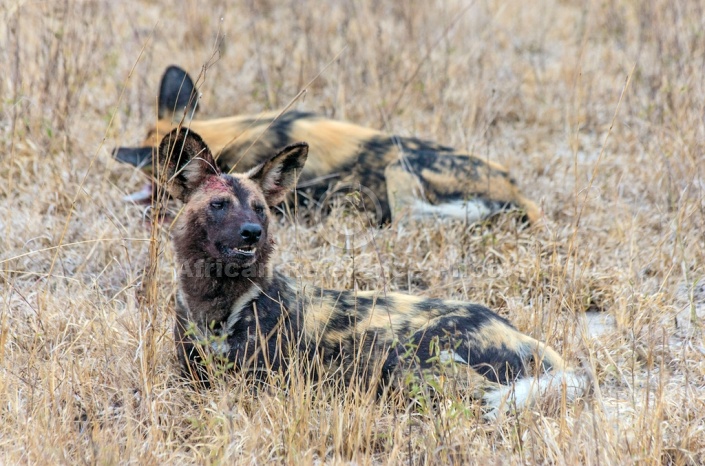 Wild Dog art reference image