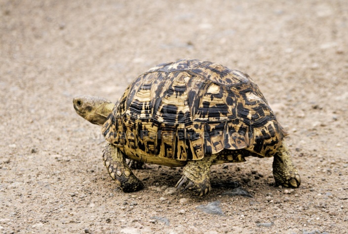 Leopard Tortoise