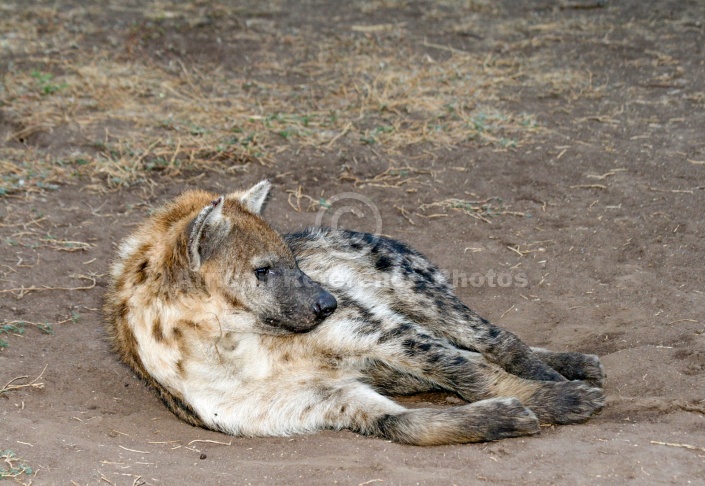 Spotted Hyena