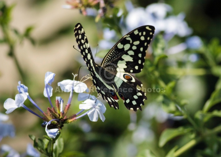 Citrus Swallowtail Butterfly Reference Photo