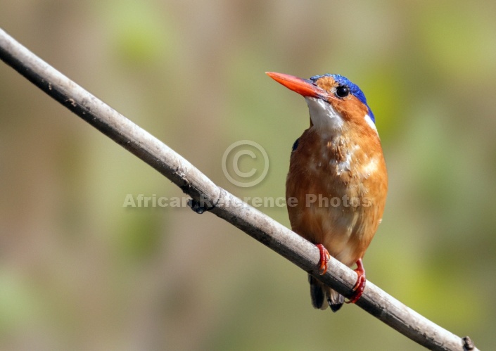 Malachite Kingfisher