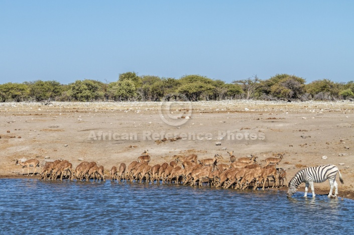 Impala Herd Drinking with Zebra at Waterhole