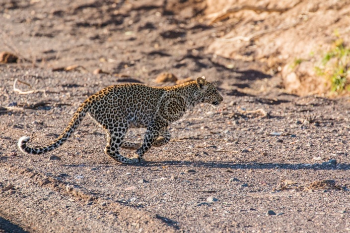 Young Leopard