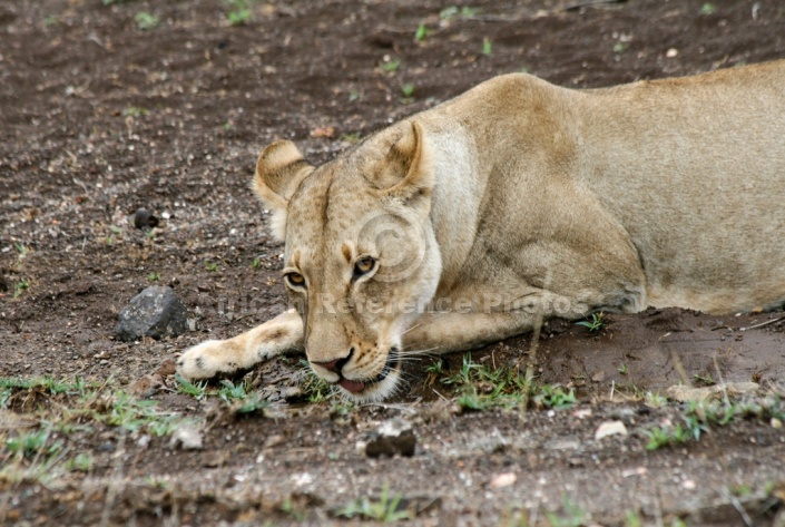 Lioness Drinking