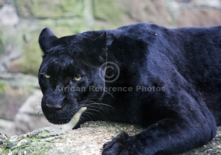 Captive Panther