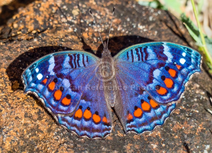 Gaudy Commodore Butterfly with Wings Spread