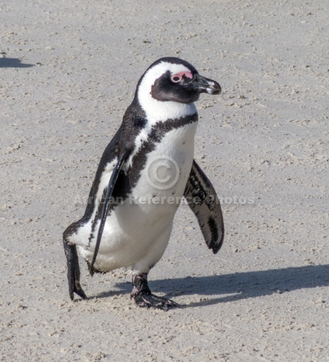 African Penguin