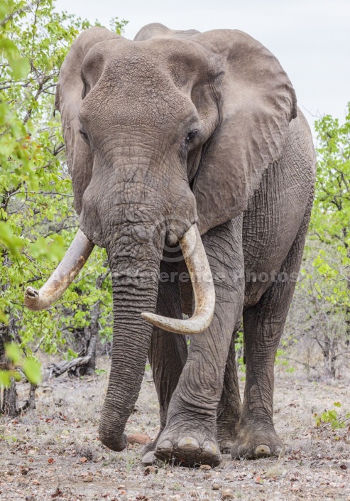 Bull Elephant with Big Tusks