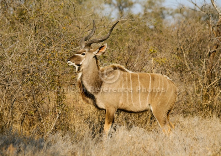 Kudu Bull