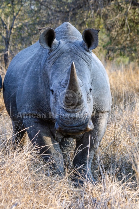 White or Square-Lipped Rhinoceros