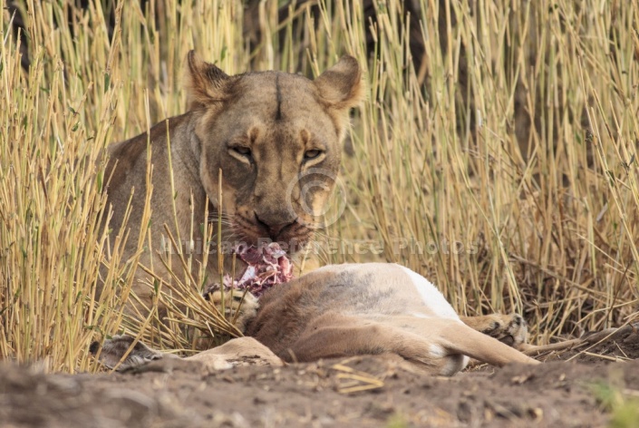 Male Lion