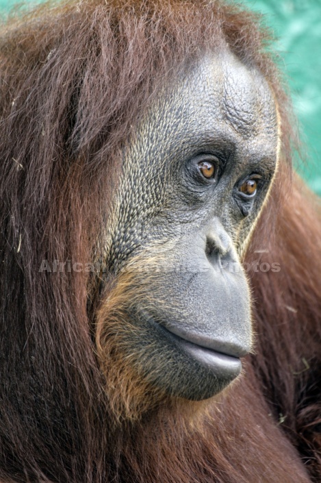 Captive Orangutan – African Reference Photos For Wildlife Artists By ...