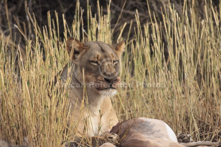 Male Lion