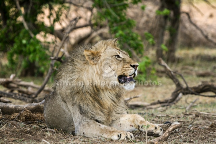 Lion Male Lying with Head Raised