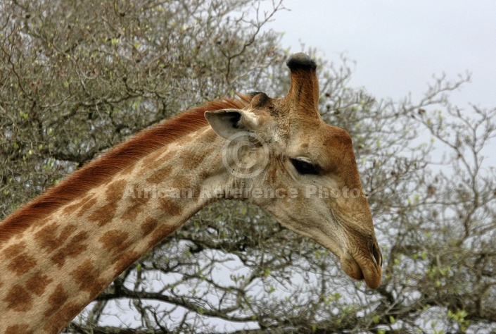 Giraffe