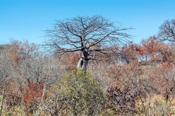 Baobab Tree Reference Image