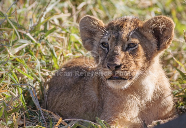 Lion Cub Lying in Grass