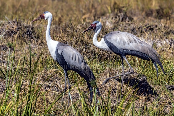 Wattled Crane Pair