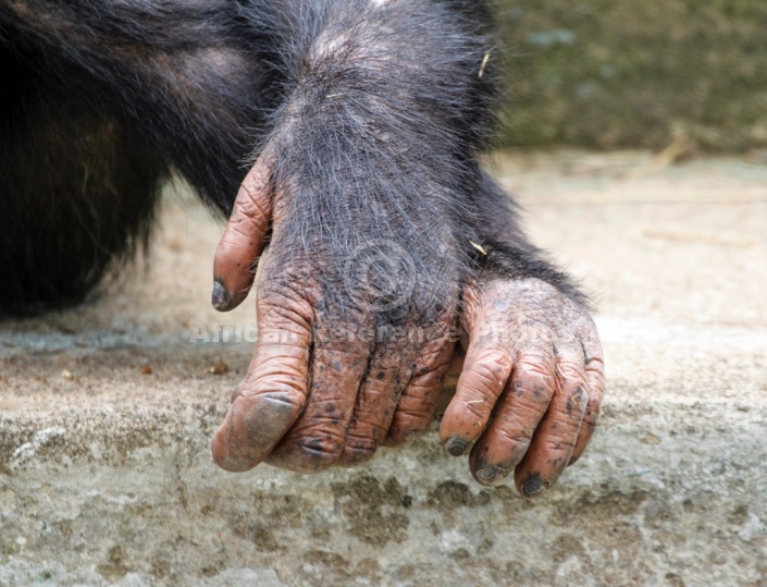 chimpanzee hand reaching out for human