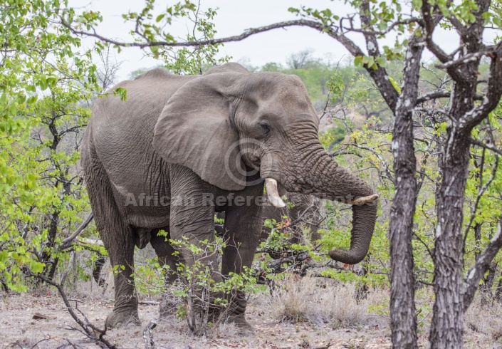 Bull Elephant Chilling